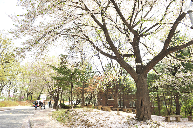 한세대학교의 봄 대표이미지